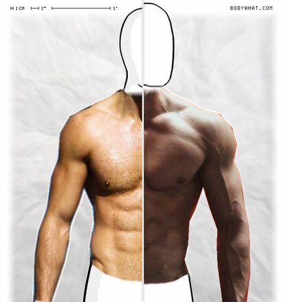 Torso Comparison