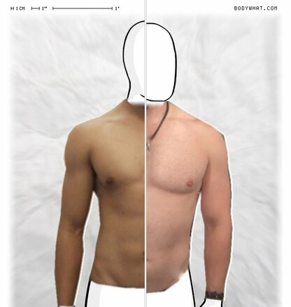 Torso Comparison