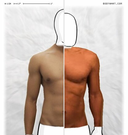 Torso Comparison