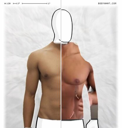 Torso Comparison