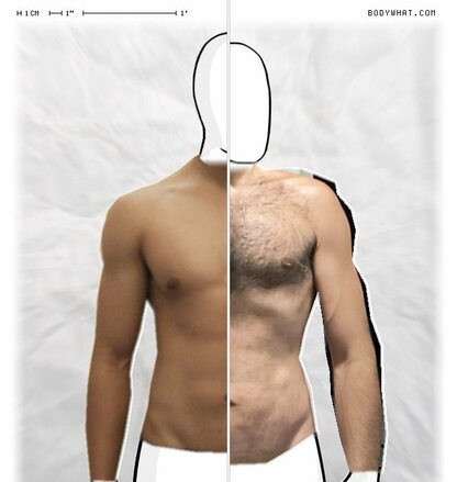 Torso Comparison