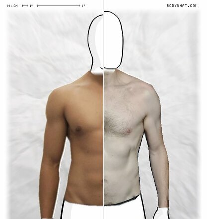 Torso Comparison