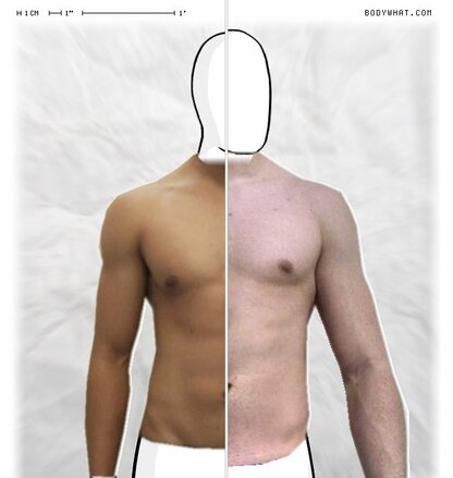 Torso Comparison