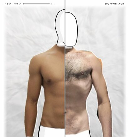 Torso Comparison