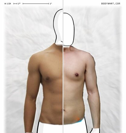 Torso Comparison