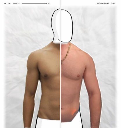 Torso Comparison
