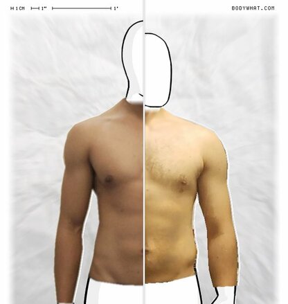 Torso Comparison