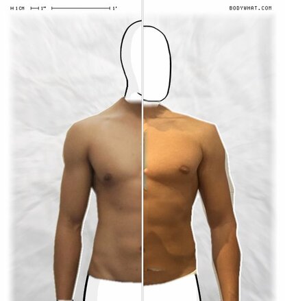 Torso Comparison