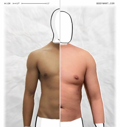 Torso Comparison