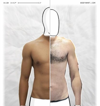 Torso Comparison