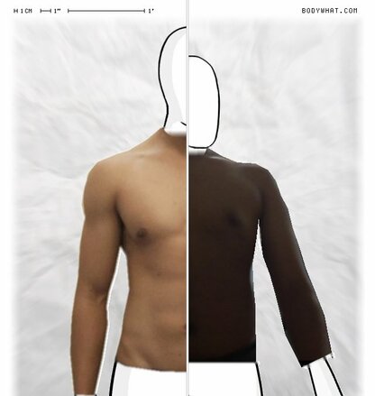 Torso Comparison
