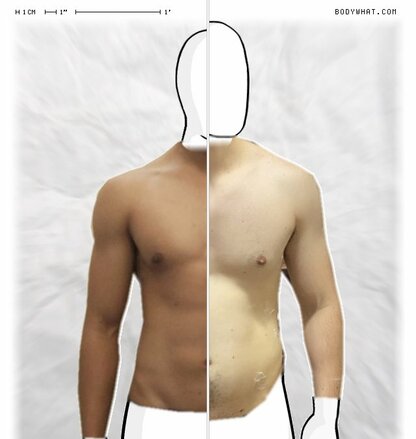 Torso Comparison