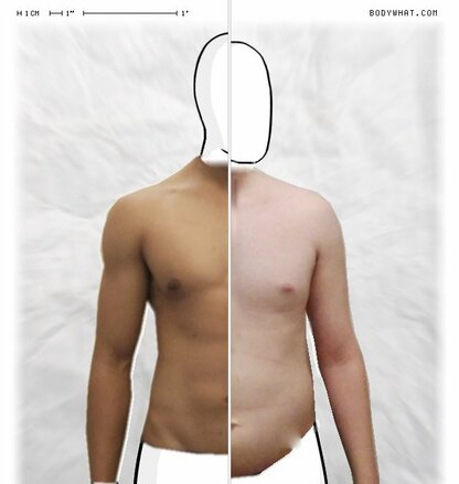 Torso Comparison