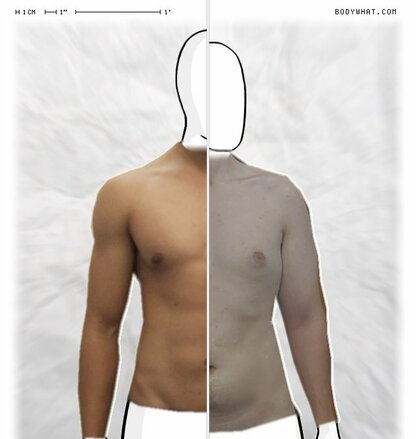 Torso Comparison