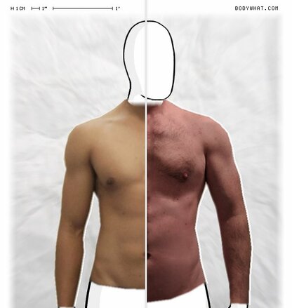 Torso Comparison