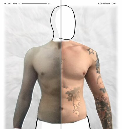 Torso Comparison