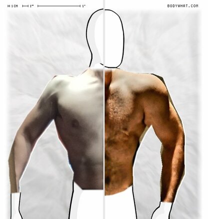 Torso Comparison