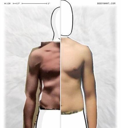 Torso Comparison