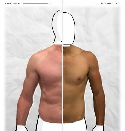 Torso Comparison