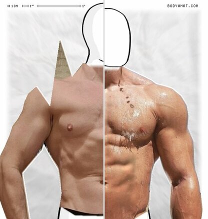 Torso Comparison