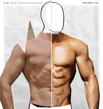 Torso Comparison