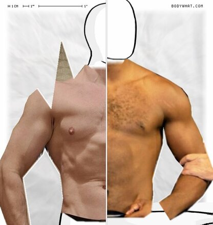 Torso Comparison