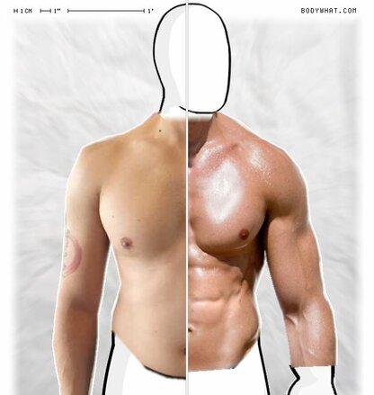 Torso Comparison
