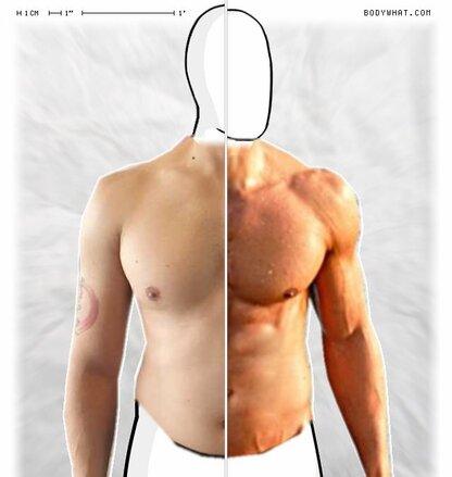 Torso Comparison