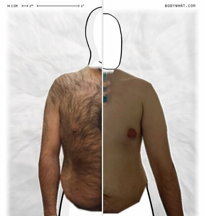 Torso Comparison