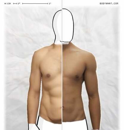 Torso Comparison