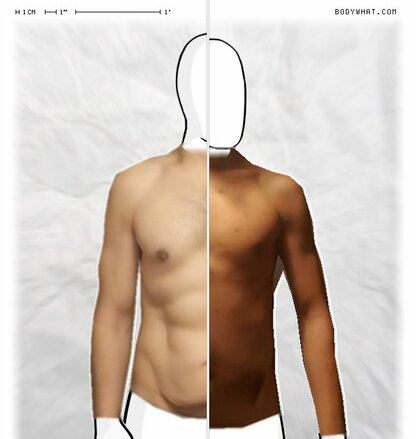 Torso Comparison