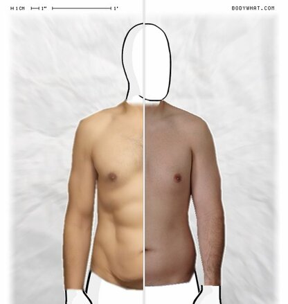 Torso Comparison