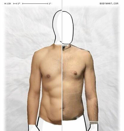 Torso Comparison