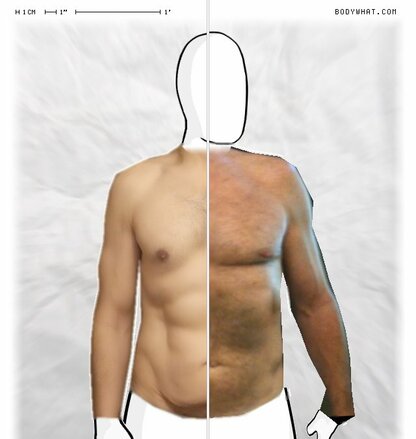 Torso Comparison