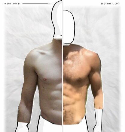 Torso Comparison
