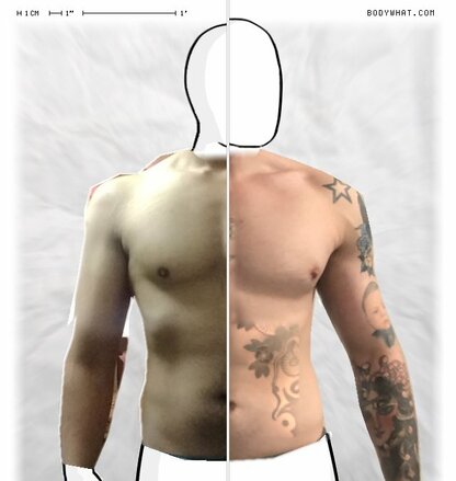 Torso Comparison