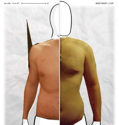 Torso Comparison