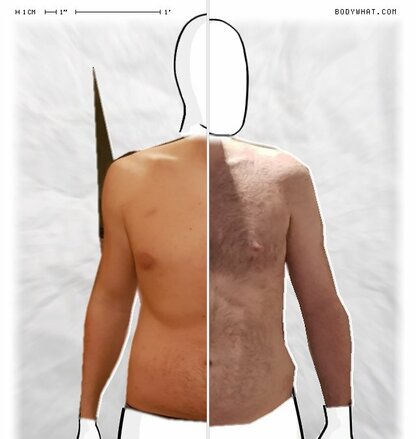 Torso Comparison