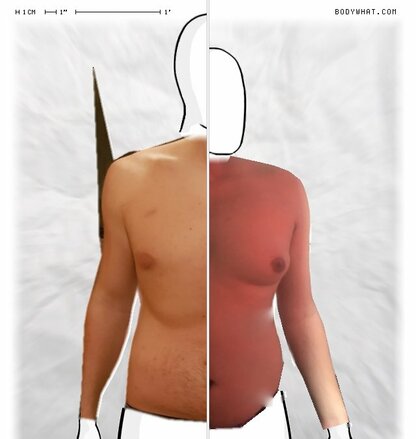 Torso Comparison