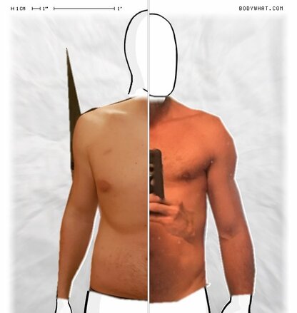 Torso Comparison