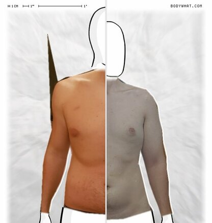 Torso Comparison