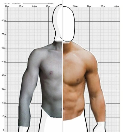 Torso Comparison