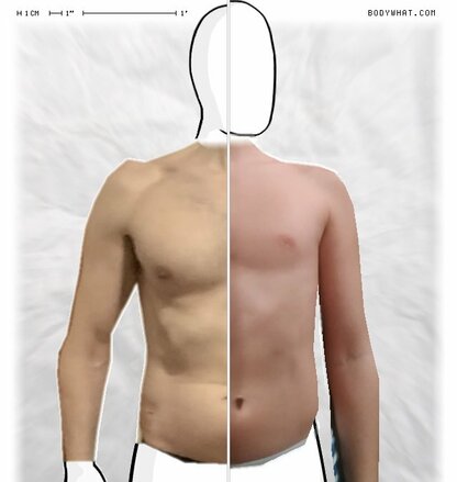 Torso Comparison