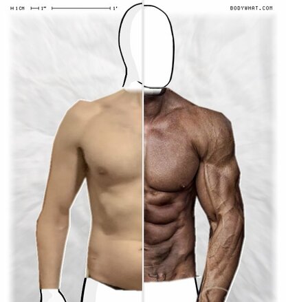 Torso Comparison