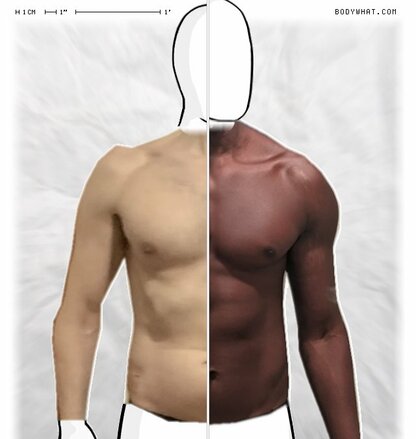 Torso Comparison