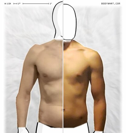 Torso Comparison