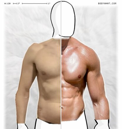 Torso Comparison