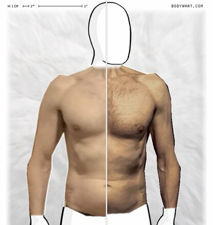 Torso Comparison