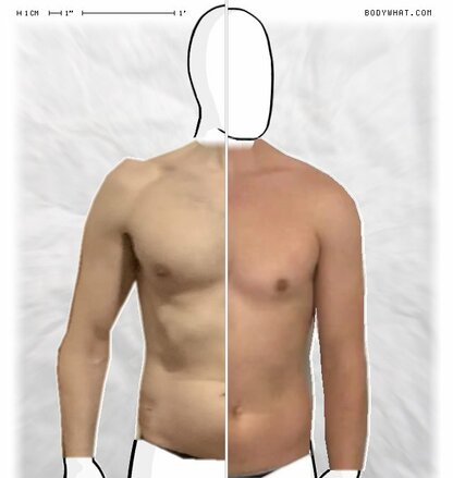 Torso Comparison