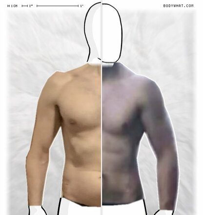 Torso Comparison